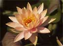 (image for) Aquatic and Marginal Plants Library